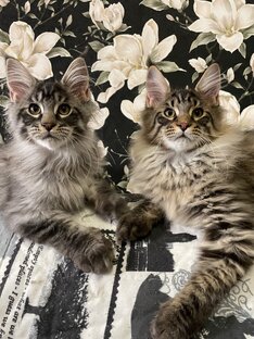 Наши свободные котята 