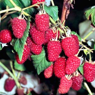 Плодовые и ягодные культуры для осенней посадки - секреты готовки к богатому урожаю