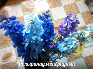 Цветы в Сибири