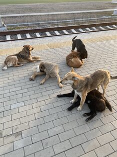 Проблемы и дискуссии