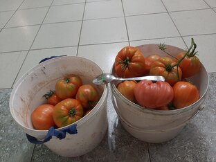 Томатики