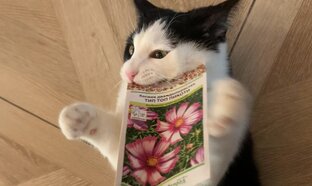 Огород 🥕🐈‍⬛