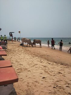 ГОА.Калангут.2018г.