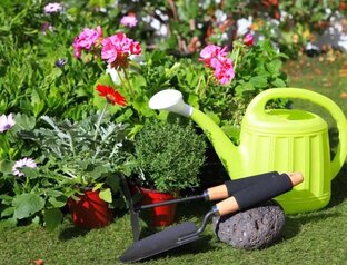 Общие советы для вашего сада и огорода