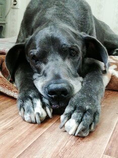 Друзья Домоседки Лиды.