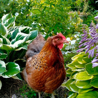 Куроводство