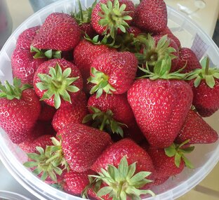 Сад и огород