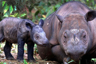 Млекопитающие