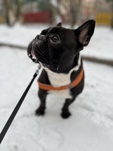 Бароша и его друзья 🐶😍