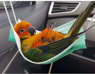 Забавные попуги