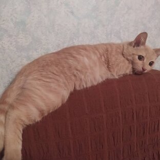 Мурза