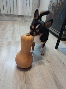 Натуральная еда для чихуа 