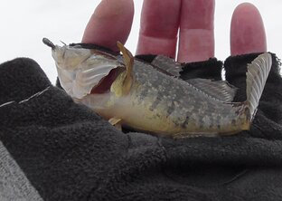 Зимняя рыбалка.