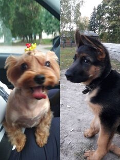 Наши любимцы