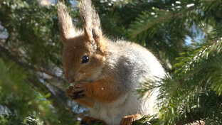 Веселые белочки.