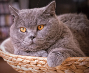 Птичий рынок и другие животные