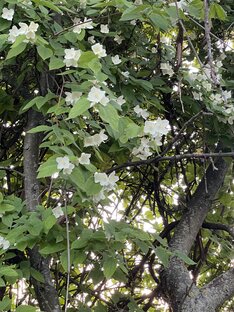 Дачные истории 