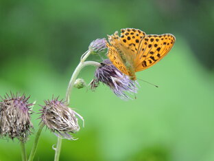 Не птички вовсе