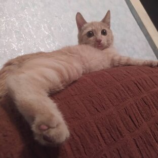 Котяра мой