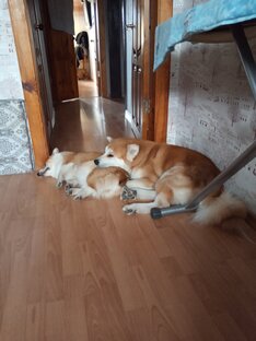 Сэмми , Бетти и Хати.