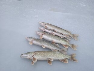 Зимняя рыбалка 
