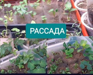 Рассада овощей и цветов