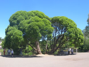 Парки