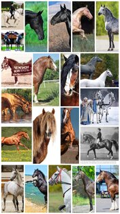 Наши породы