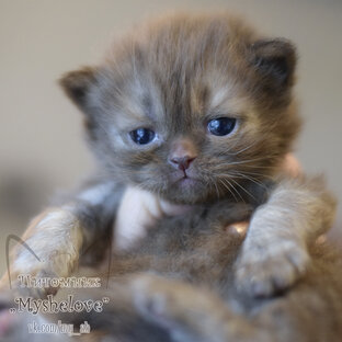 Видео с котиками