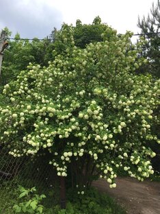 Декоративные деревья и кустарники в моем саду