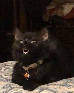 котики и мемы
