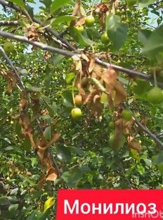 Монилиоз