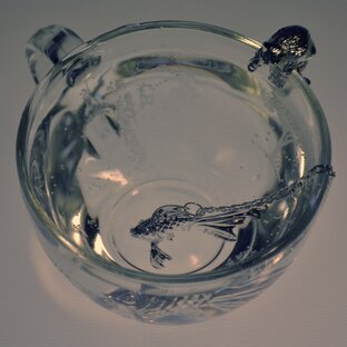 Фотки и каналы подписчиков ФОТКУСа