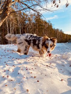 Ричи, мой аусси 🤍