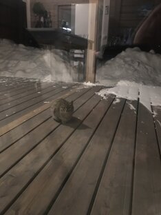 Братья младшие человека