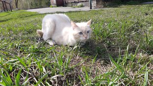 Все о Тамерлане, коте, который доказал, что  и без лапок жизнь прекрасна!