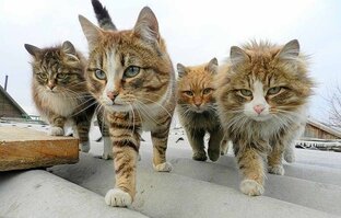 Четыре кота. Хроники