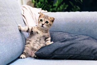 Зооастрология