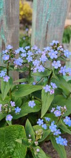 Лёгкие в уходе цветы