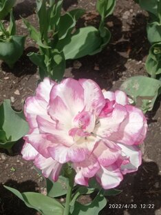 Цветы, а так же всё, что цветет вокруг!