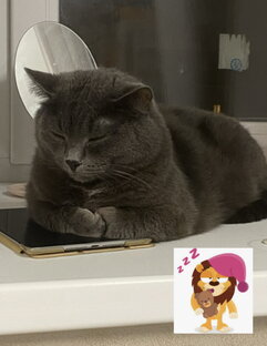 Кто не устает мяучить хозяину в уши?😼
