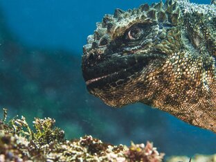 Маленькая Годзилла 🐊