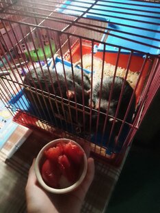 Кушаем 🙃🤫🐀🐭