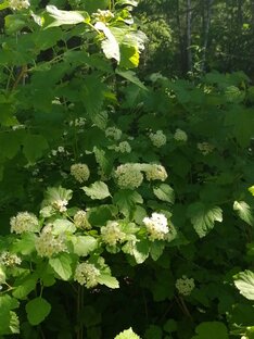 Кустарники. 