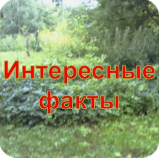 Интересные факты