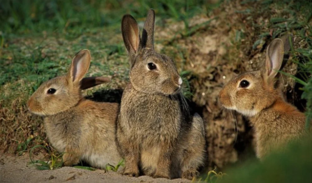 Рога, перья и хвосты 