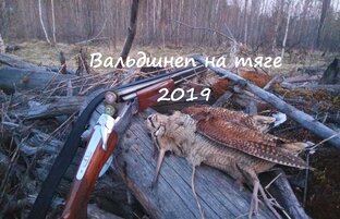 Охота на вальдшнепа