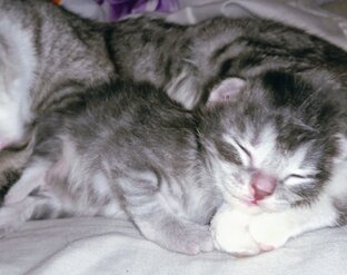 Наша живность