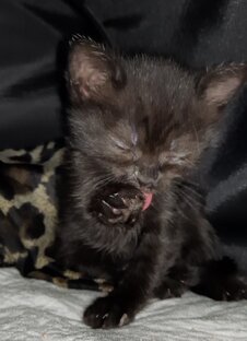 Ночка и Тимофей