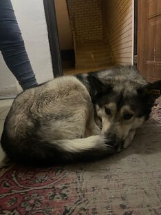 Бирка в ушке